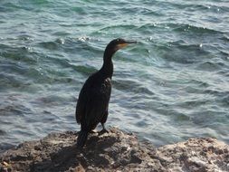 Black bird is on a rocky coast