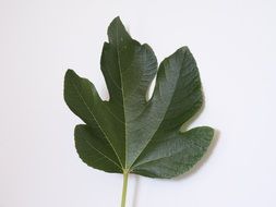 fig leaf on a white background