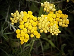 chamomile flower medicinal