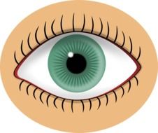 Green human eye clipart