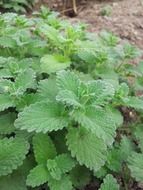 new mint plants growing