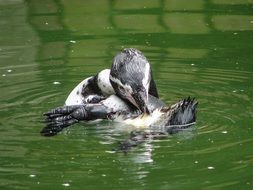 penguin cleans wings on the water