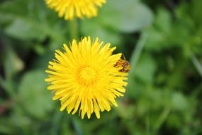 insect on a dandelion