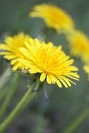 field of dandelions in the summer