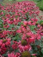 bee balm scarlet