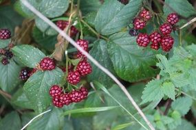 blackberries wine red