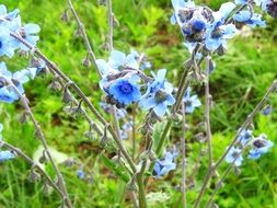 blue fresh flowers