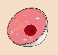 clipart of pink medical body