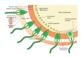 medecine science diagram drawing