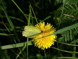 butterfly on dandelion