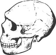 side view of human skull, Ä°llustration