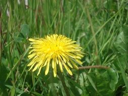 yellow dandelion as a medicinal plant