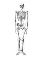 skeleton, anatomical illustration