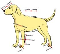 anatomical structure of a dog