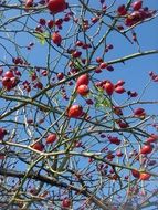 hip bush autumn