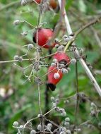 autumn bush hip