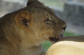 lion beast taking care of animal