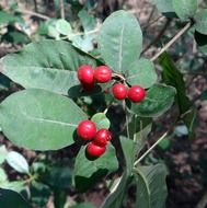 indian snakeroot