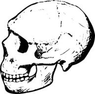 Black and white picture of the human skull