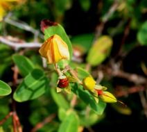 yellow flower bud, hypericum