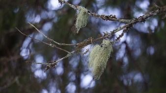 lichen-medicinal plant