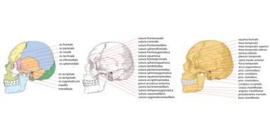 clipart of the skull anatomy