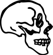 Picture of human's skull