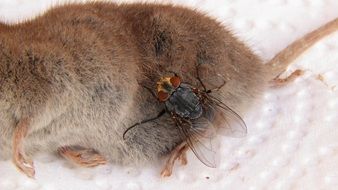 Photo of big fly is sitting on a dead rat