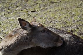 portrait of a deer