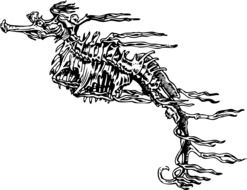 seahorse skeleton as a drawing