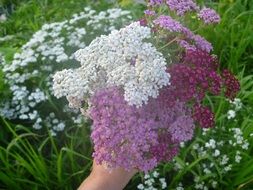 yarrow pink flower