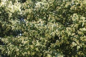 Photo of linden tree