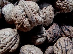 walnut harvest