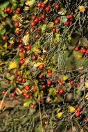 Closeup photo of red hawthorn