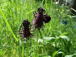 medicinal plant called dragon claw