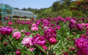 bushes of dark pink peonies in the bright sun