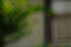 Photo of the cobweb