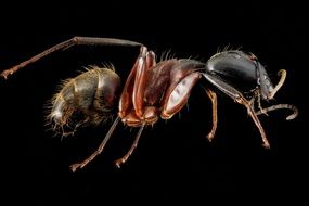 macro photo of a working ant