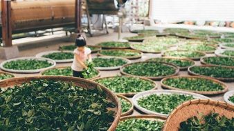 picking and making tea