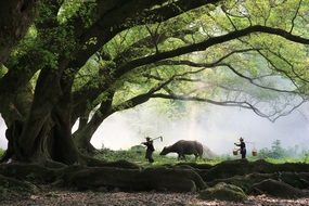 farmers with cow beneath big trees