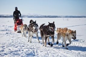 northern dogs in harness in winter