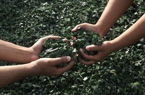 green raw in the hands