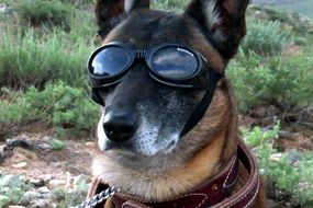 dog in glasses