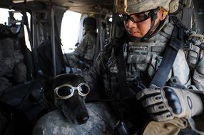 military dog with glasses