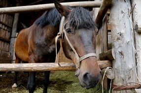 horse in a wooden corral on the farm