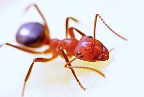 Macro photo of the ant in wildlife