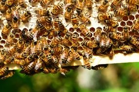 honey bees in worker combs