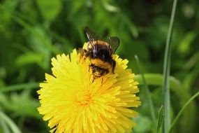 striped bee on a fluffy dandelion