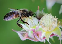 bee on a yellow-pink flower in a village in Poland