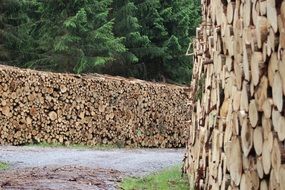 timber industry